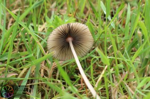 coprinus leiocephalus (2) (1200 x 800).jpg_product_product_product